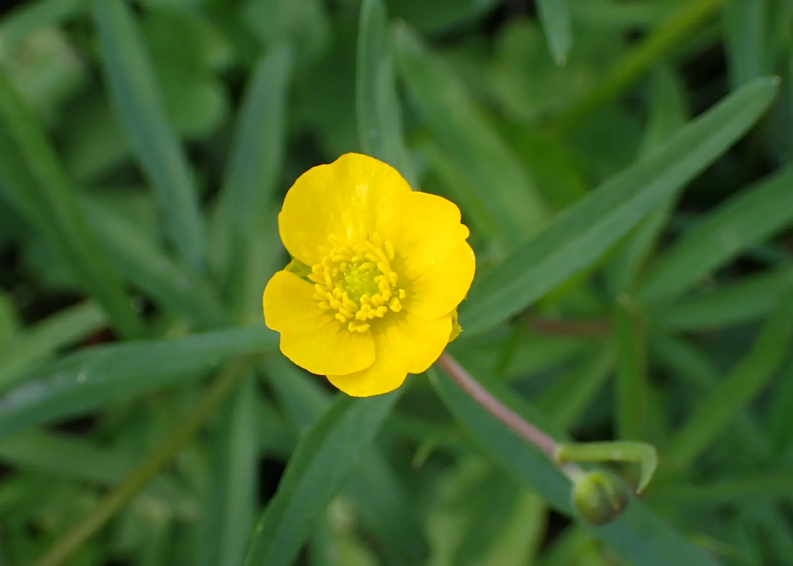 Ranunculus (Ranunculus Asiaticus) — They thrive in full sun to partial shade and prefer well-drained soil; and their cut flowers provide lasting, image 99