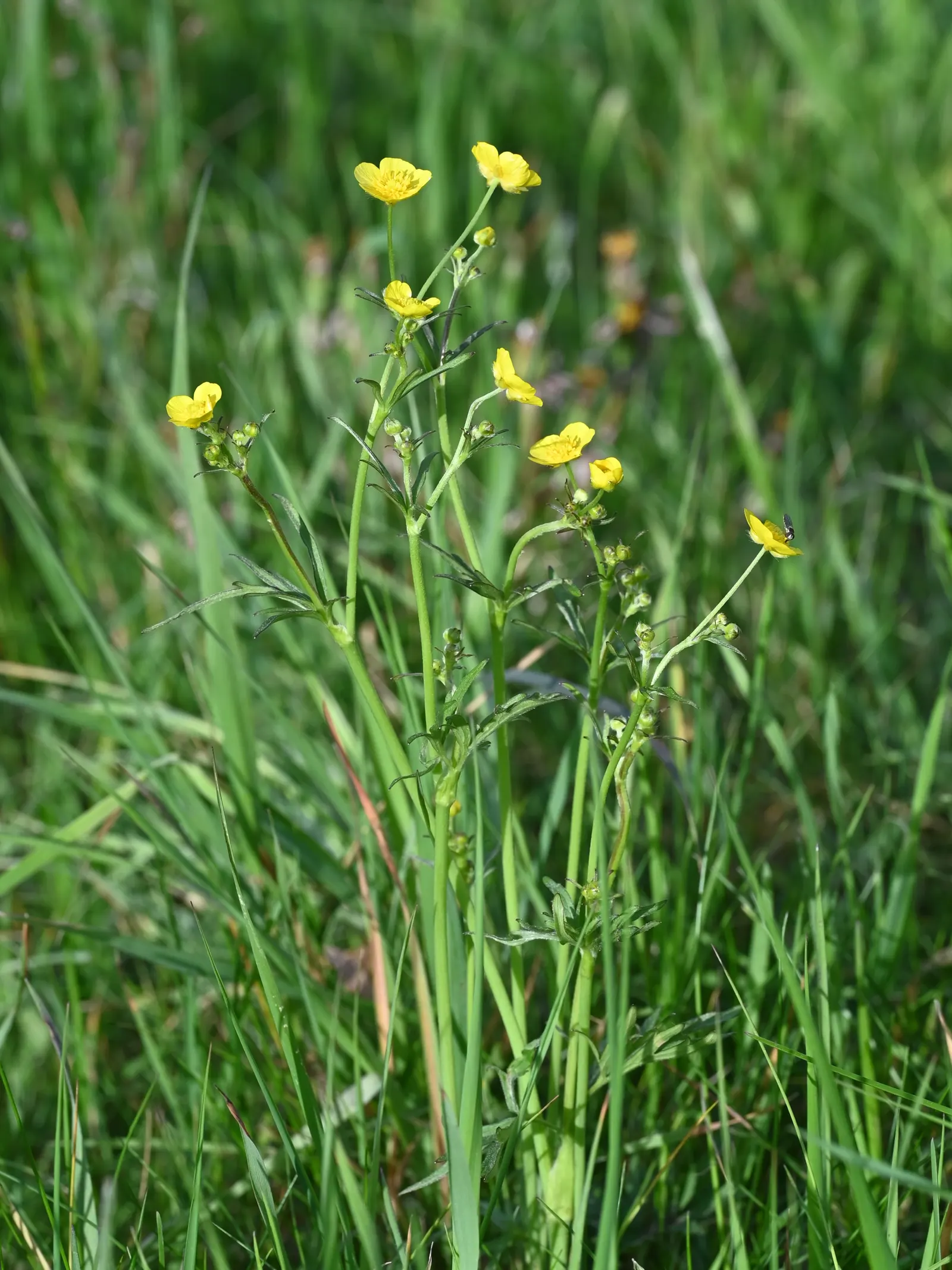 Ranunculus (Ranunculus Asiaticus) — They pair exceptionally well with spring bulbs; cup-shaped flowers that span 3 to 5 inches across and present a, image 112