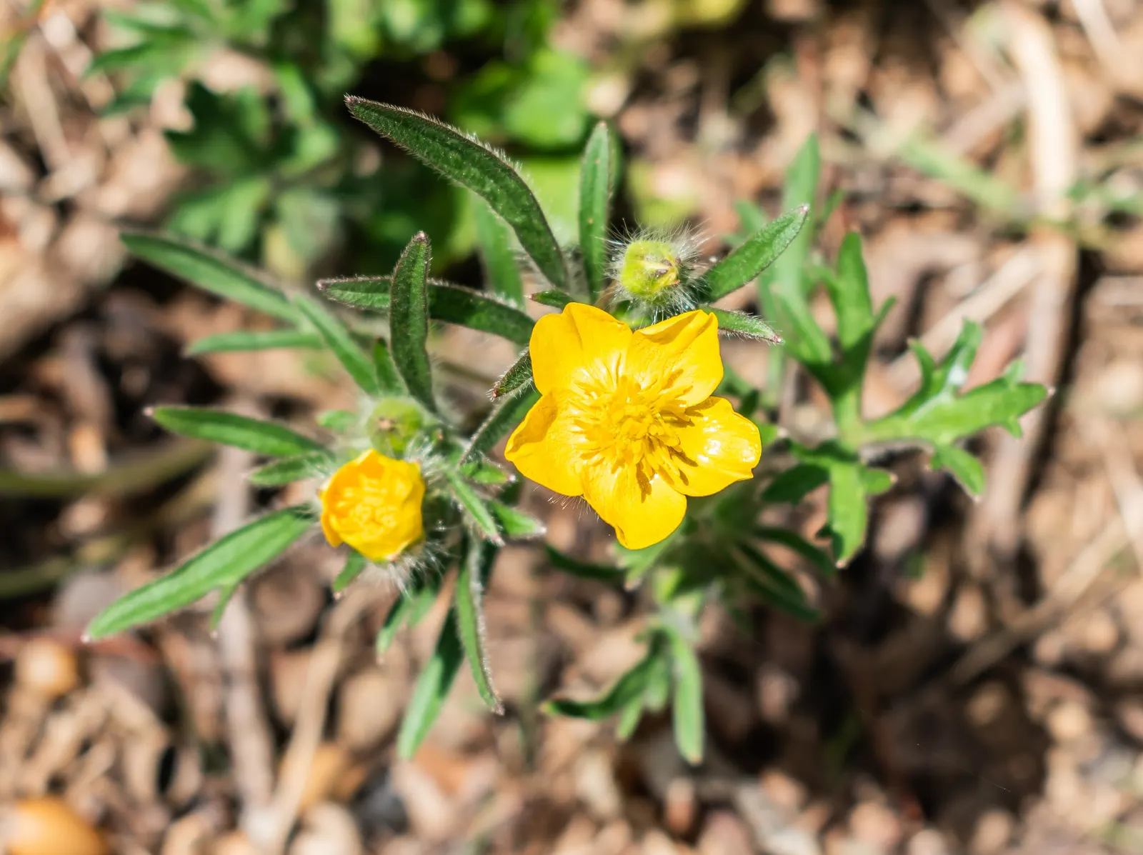 Ranunculus (Ranunculus Asiaticus) — these hardy perennials are perfect for borders; deadheading is recommended, image 54