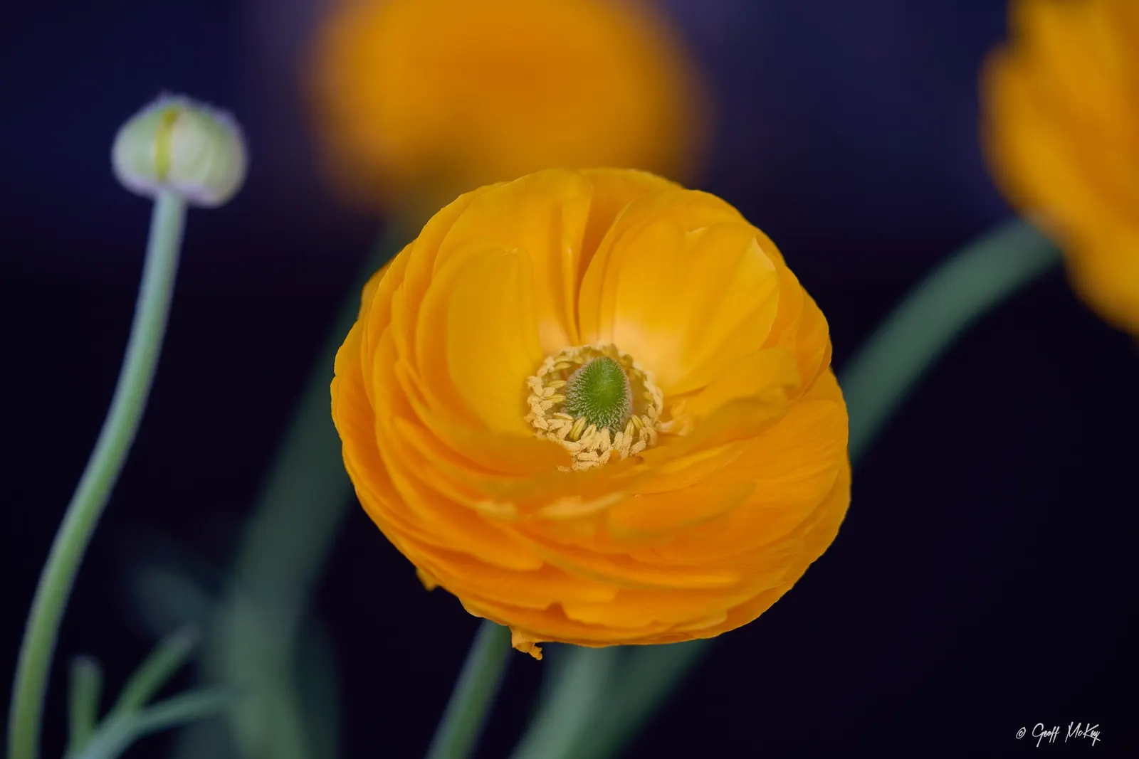 Ranunculus (Ranunculus Asiaticus) — pink and purple and red and white and yellow flowers in the garden; or cut flower gardens in USDA zones 8 through 11