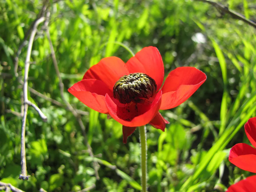 Ranunculus (Ranunculus Asiaticus) — cup-shaped flowers that span 3 to 5 inches across and present a palette ranging from creamy whites; they pair, image 133