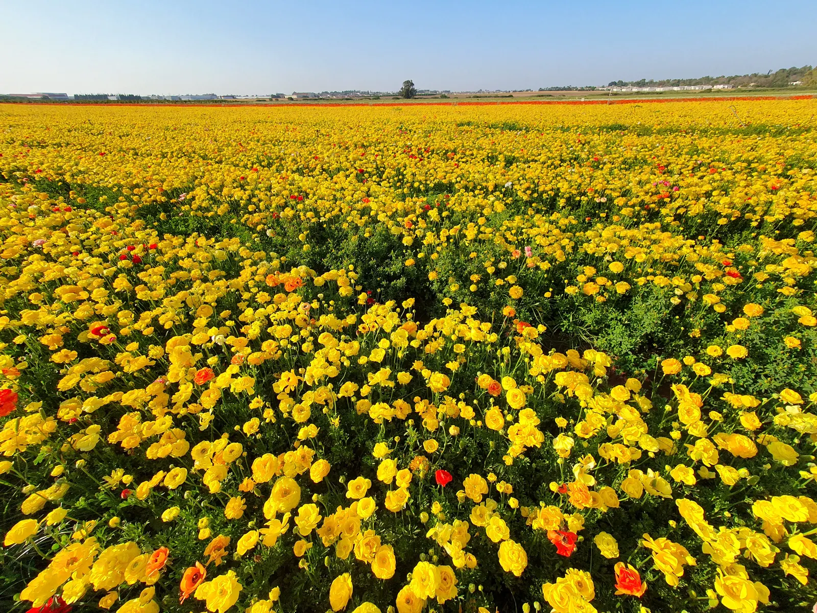 Ranunculus (Ranunculus Asiaticus) — perennial with pink and purple and red and white and yellow blooms; deeply lobed leaves providing a plush green, image 119