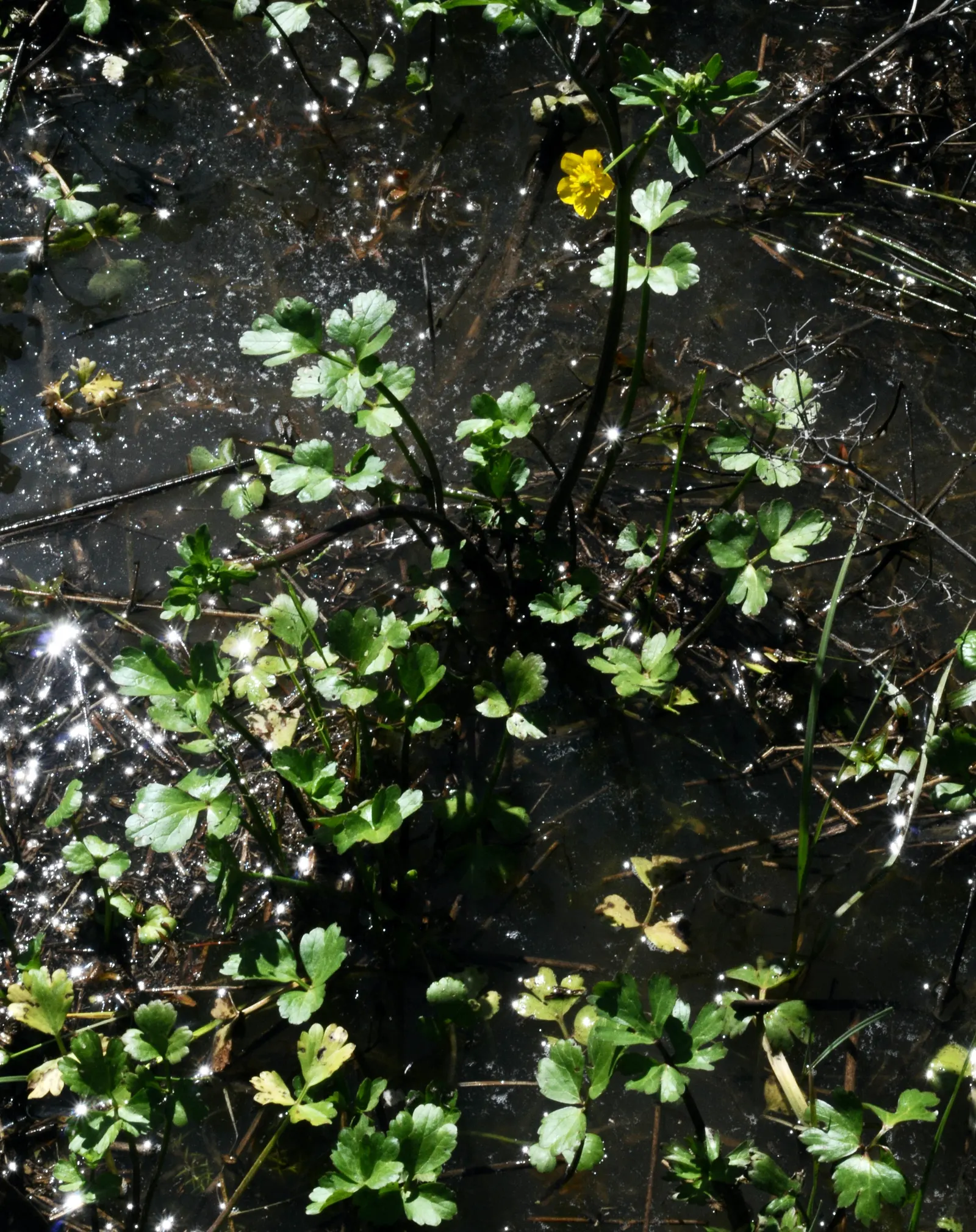 Ranunculus (Ranunculus Asiaticus) — fully double flowers with layered petals resembling tissue paper; making it an excellent choice for mid-border, image 74