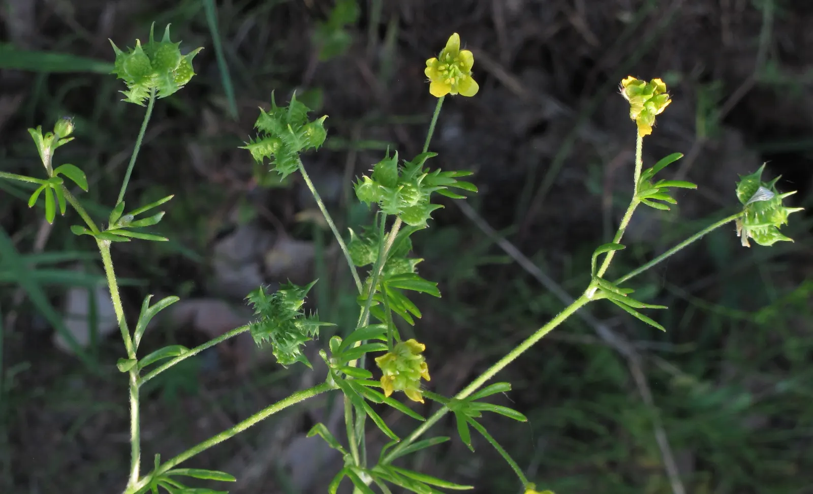 Ranunculus (Ranunculus Asiaticus) — perennial for full or half; and space them about 6 to 8 inches apart to allow for proper growth and ventilation