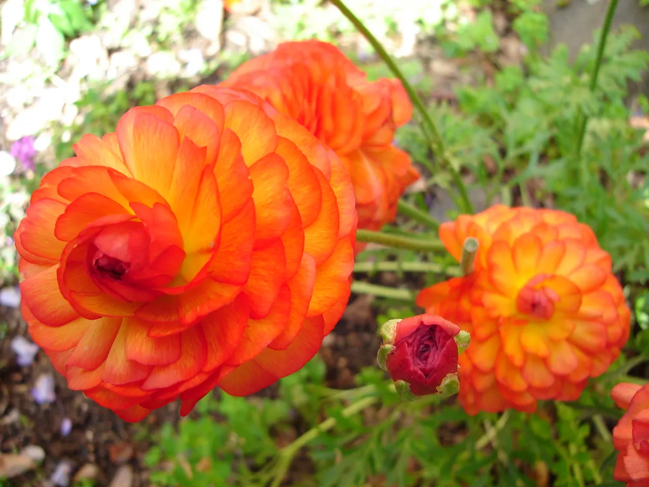 Ranunculus (Ranunculus Asiaticus) — commonly known as Persian Buttercup; blooming vibrantly in spring, they stand approximately 12-24 inches tall, image 169