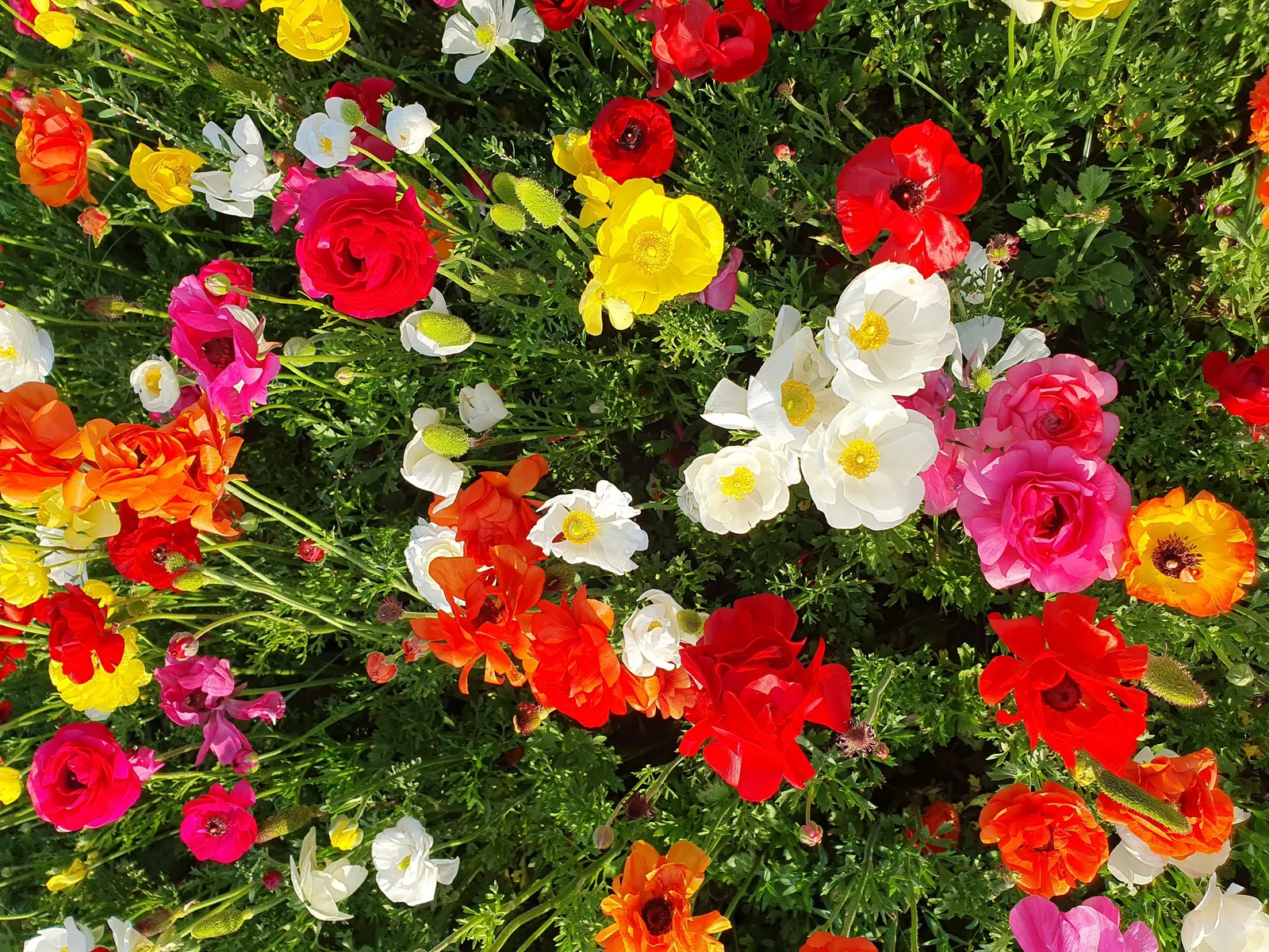 Ranunculus (Ranunculus Asiaticus) — or cut flower gardens in USDA zones 8 through 11; pink and purple and red and white and yellow flowers in the, image 127
