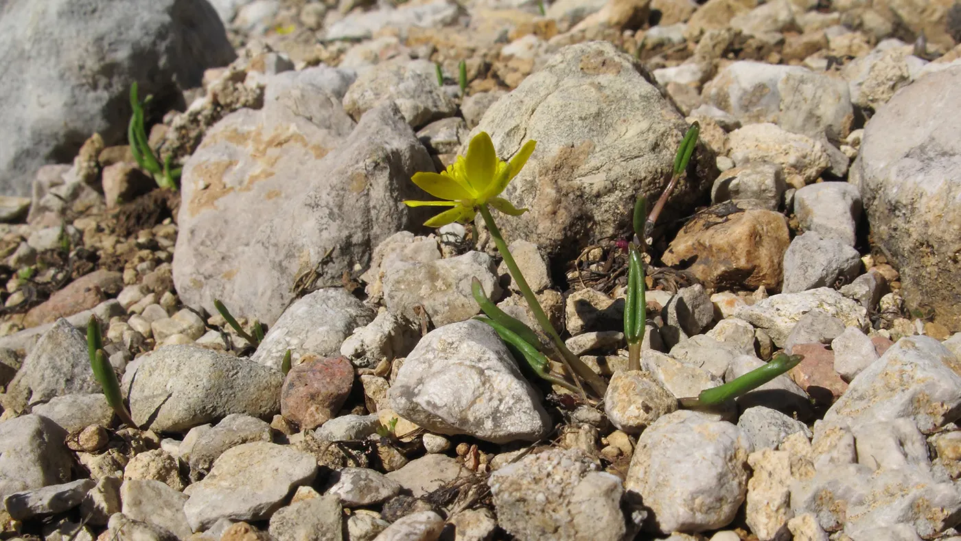 Ranunculus (Ranunculus Asiaticus) — perennial with pink and purple and red and white and yellow blooms; deeply lobed leaves providing a plush green backdrop