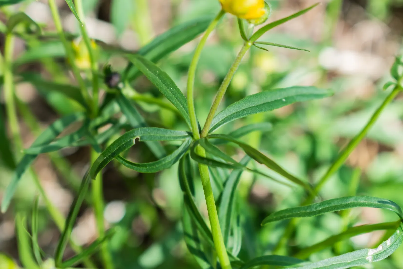 Ranunculus (Ranunculus Asiaticus) — this plant demands well-draining soil and a site bathed in full to partial sunlight; remember to plant the, image 58