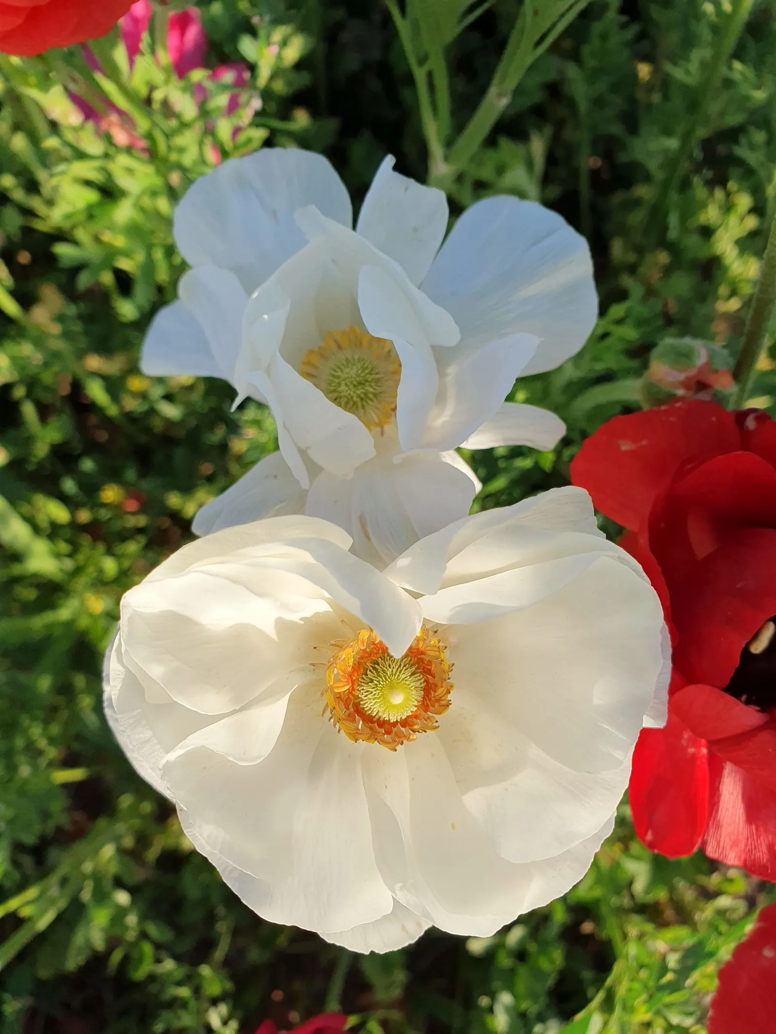 Ranunculus (Ranunculus Asiaticus) — and space them about 6 to 8 inches apart to allow for proper growth and ventilation; perennial for full or half, image 93