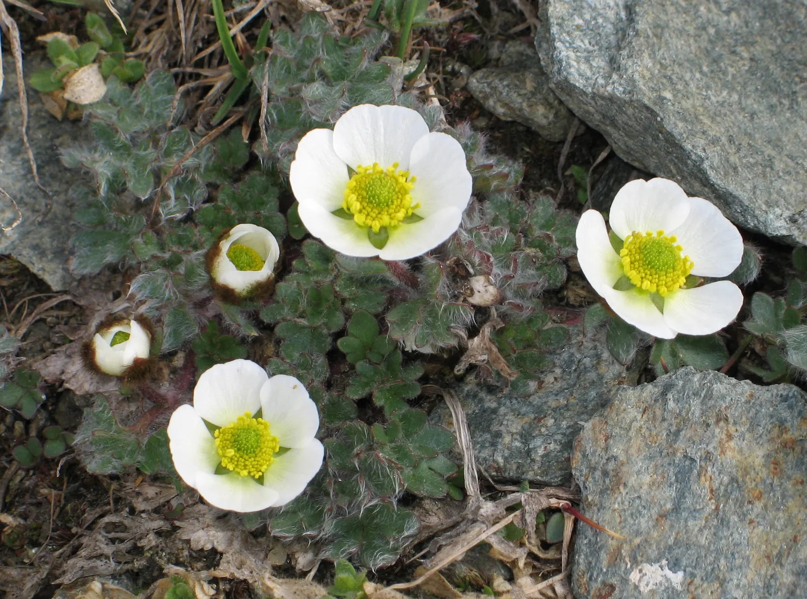Ranunculus (Ranunculus Asiaticus) — commonly known as Persian Buttercup
