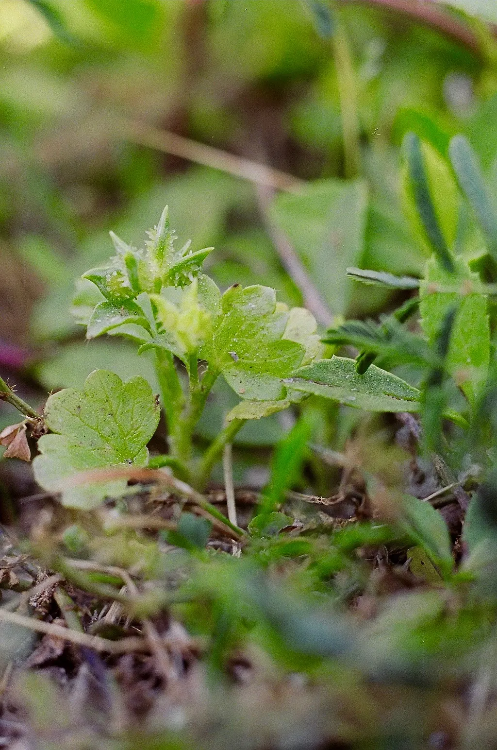 Ranunculus (Ranunculus Asiaticus) — and space them about 6 to 8 inches apart to allow for proper growth and ventilation; perennial for full or half