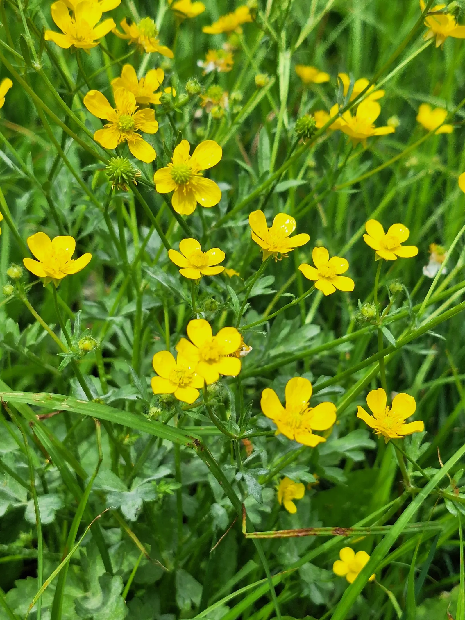 Ranunculus (Ranunculus Asiaticus) — and space them about 6 to 8 inches apart to allow for proper growth and ventilation; perennial for full or half, image 117