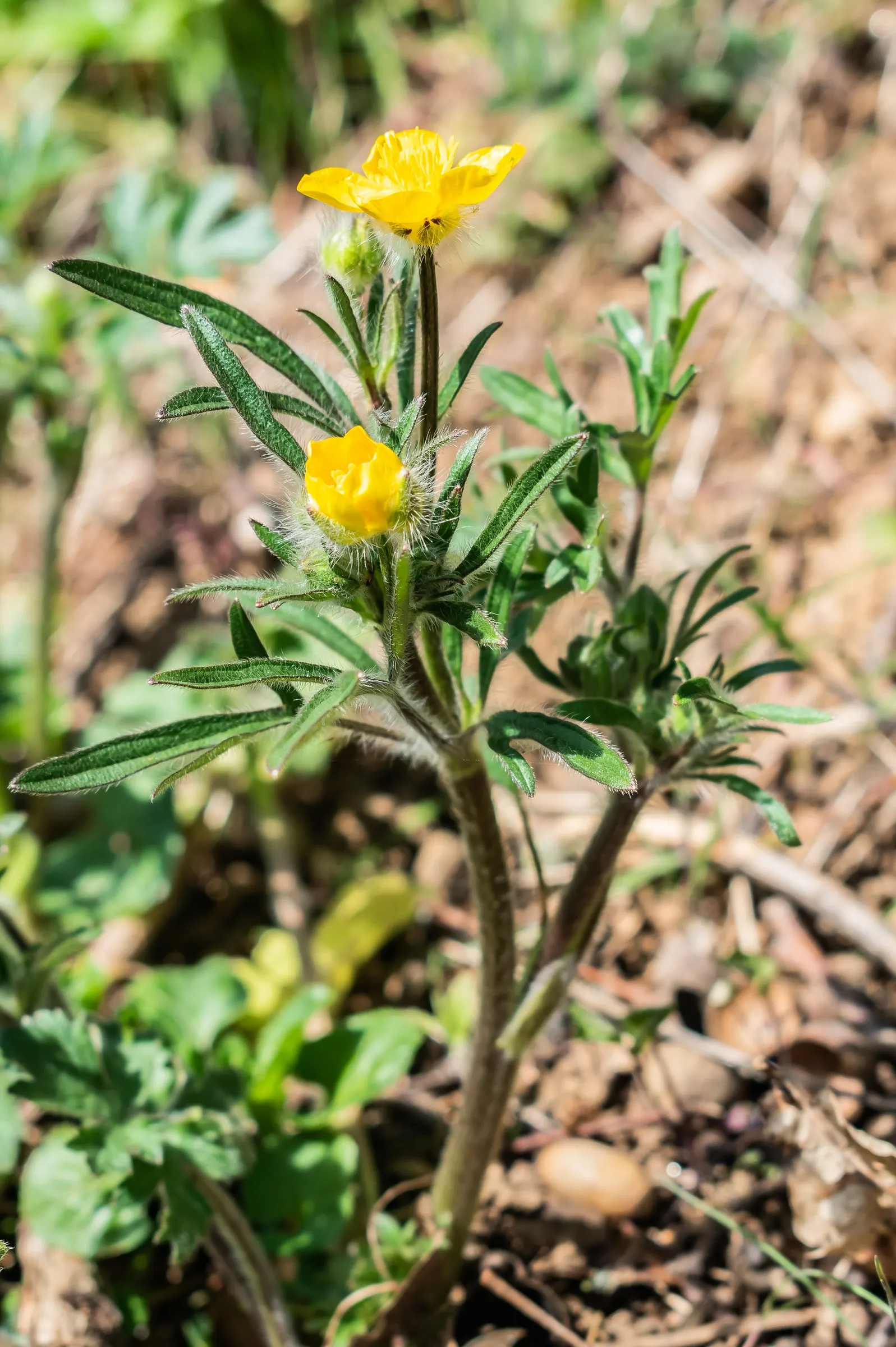 Ranunculus (Ranunculus Asiaticus) — commonly known as Persian Buttercup; blooming vibrantly in spring, they stand approximately 12-24 inches tall, image 121