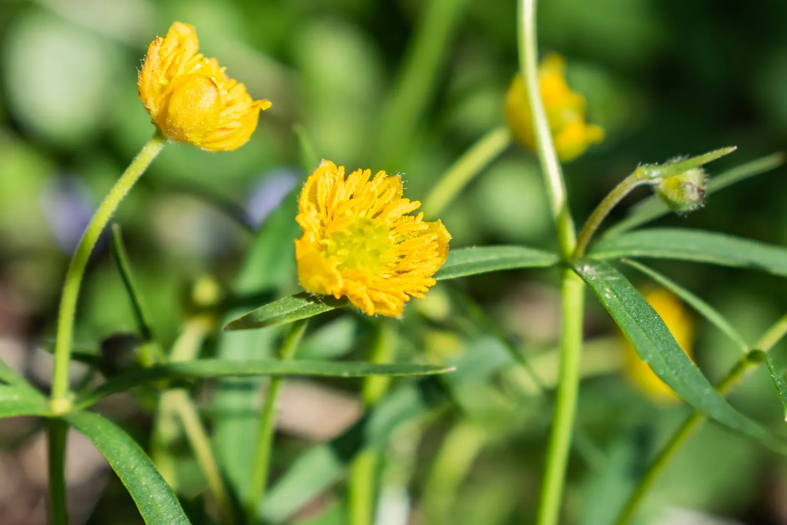 Ranunculus (Ranunculus Asiaticus) — such as tulips and daffodils; at a depth of approximately 2 inches, image 113