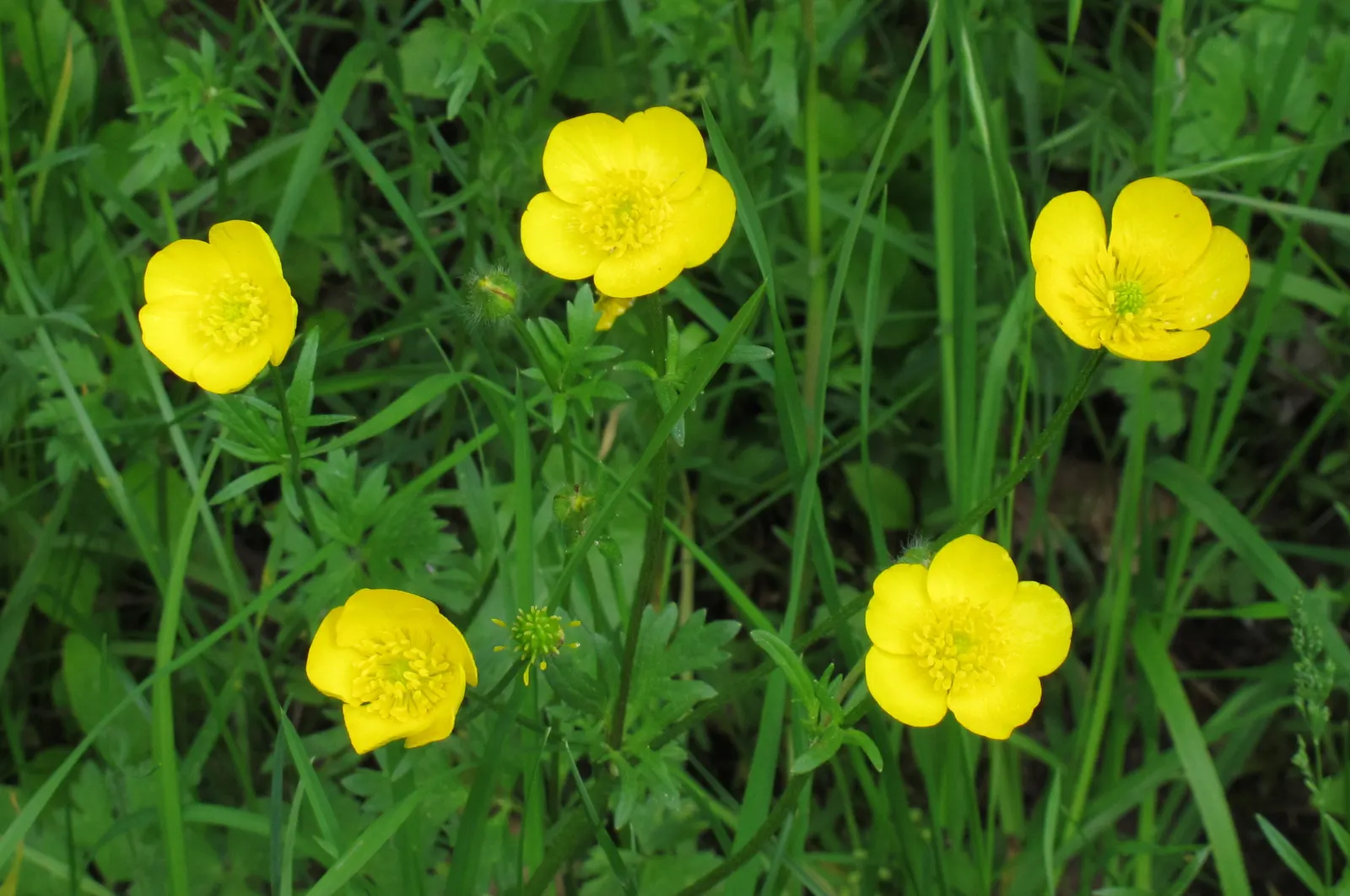 Ranunculus (Ranunculus Asiaticus) — at a depth of approximately 2 inches; such as tulips and daffodils, image 164