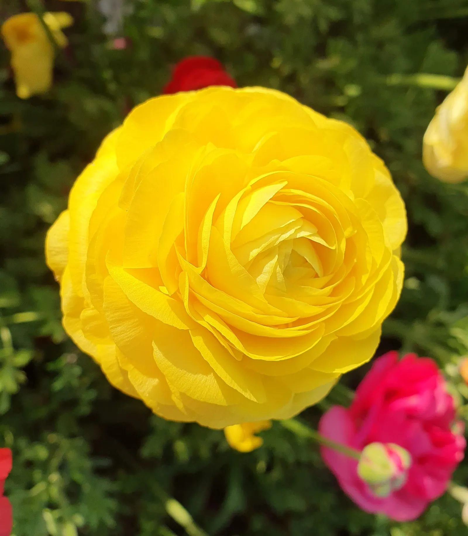 Ranunculus (Ranunculus Asiaticus) — They thrive in full sun to partial shade and prefer well-drained soil; and their cut flowers provide lasting, image 147