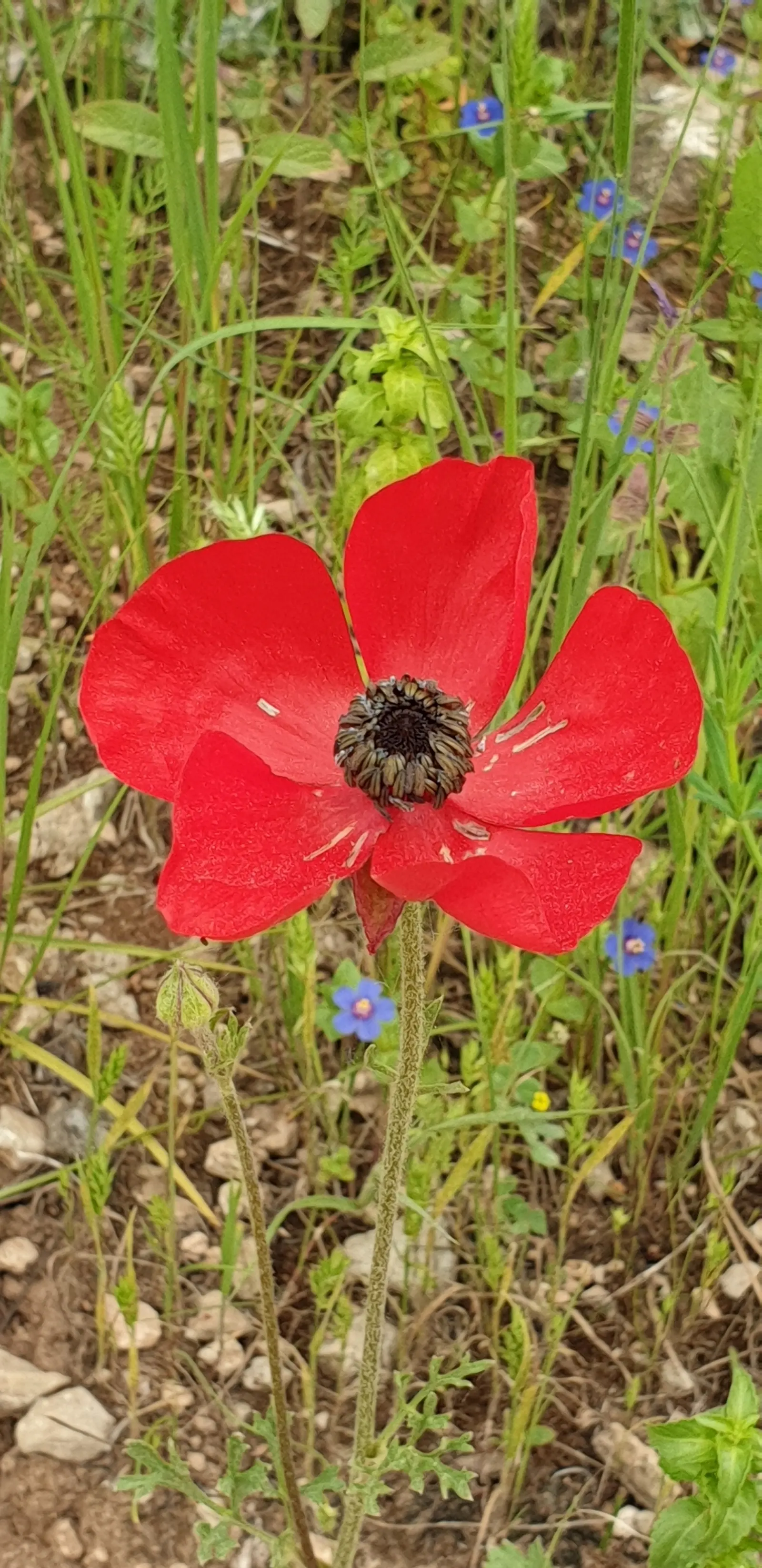 Ranunculus (Ranunculus Asiaticus) — fully double flowers with layered petals resembling tissue paper; making it an excellent choice for mid-border, image 98