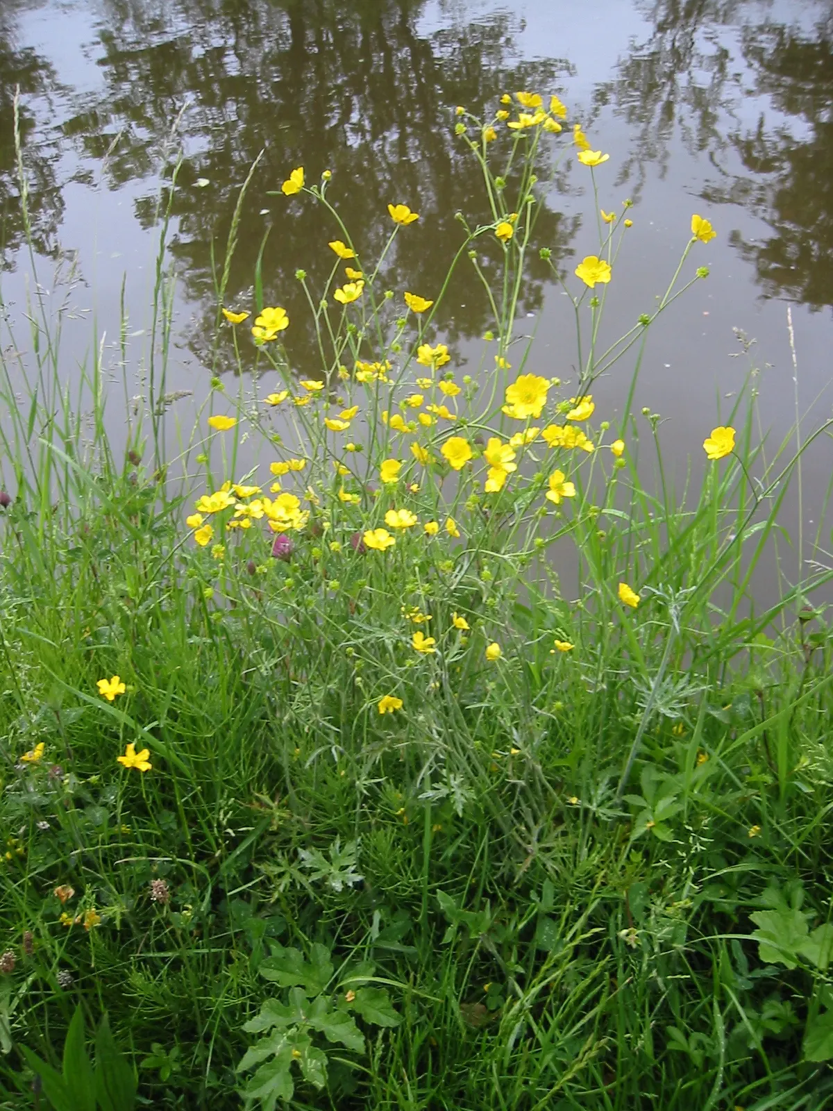 Ranunculus (Ranunculus Asiaticus) — cup-shaped flowers that span 3 to 5 inches across and present a palette ranging from creamy whites; they pair, image 157