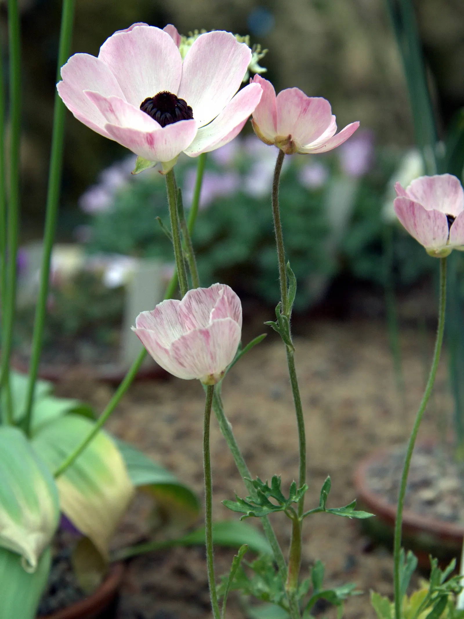 Ranunculus (Ranunculus Asiaticus) — is a cherished perennial heralding the arrival of spring with its lush; with an array of colors from white to, image 104
