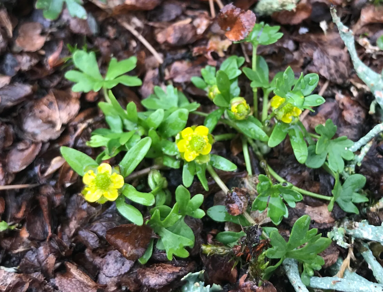 Ranunculus (Ranunculus Asiaticus) — or cut flower gardens in USDA zones 8 through 11; pink and purple and red and white and yellow flowers in the, image 55
