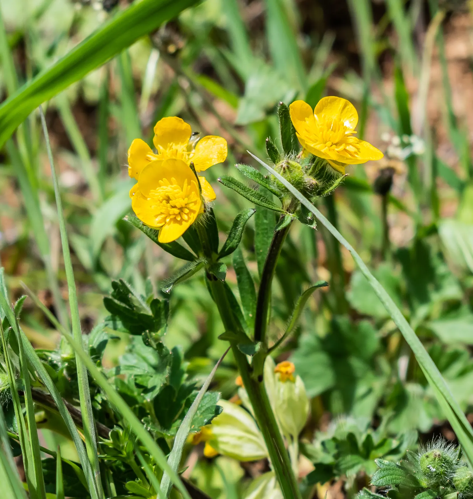 Ranunculus (Ranunculus Asiaticus) — commonly known as Persian Buttercup; blooming vibrantly in spring, they stand approximately 12-24 inches tall, image 49