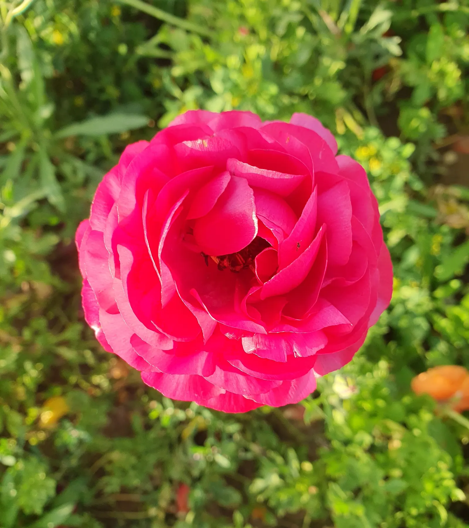 Ranunculus (Ranunculus Asiaticus) — Blooming vibrantly in spring, they stand approximately 12-24 inches tall with a spread of 9-12 inches; commonly, image 100