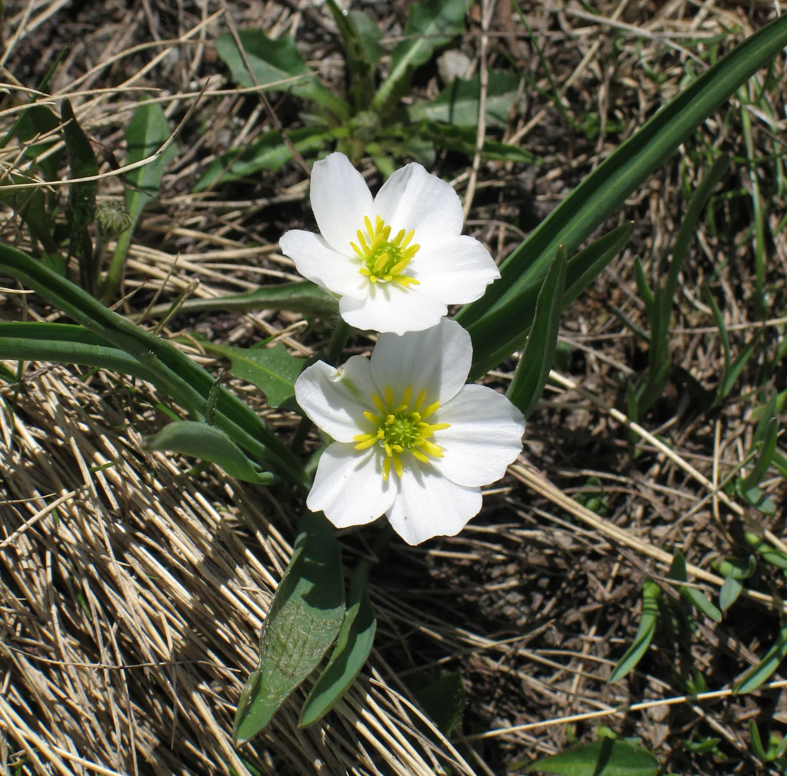 Ranunculus (Ranunculus Asiaticus) — such as tulips and daffodils; at a depth of approximately 2 inches, image 89