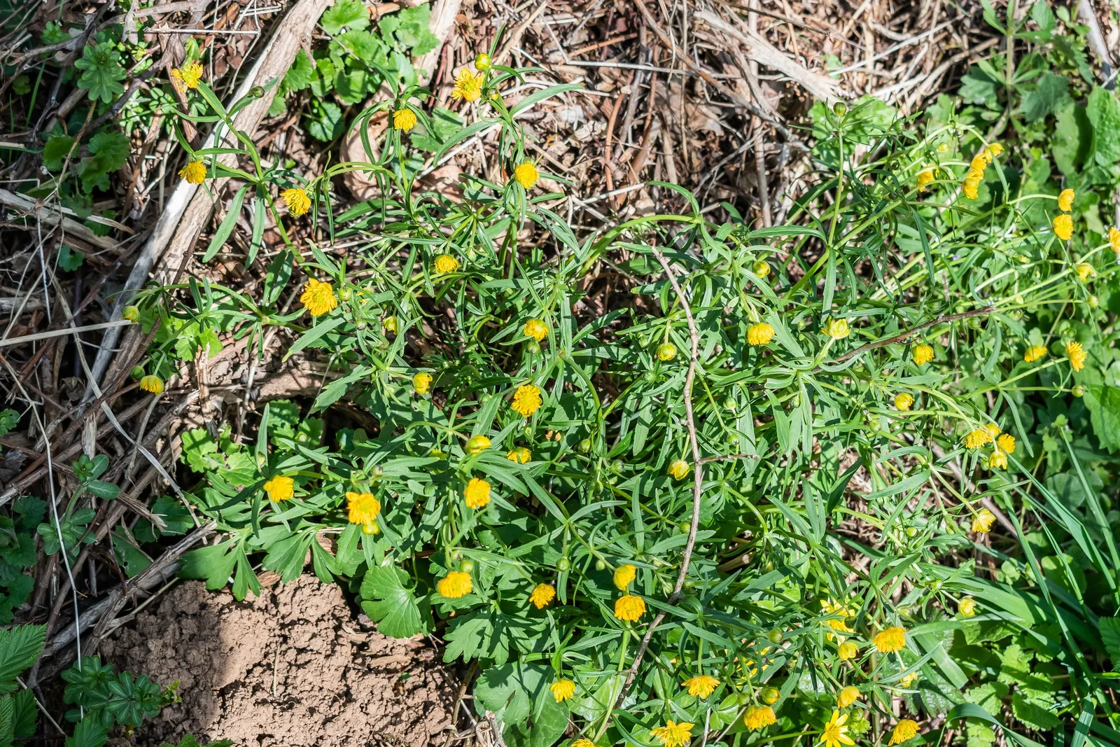 Ranunculus (Ranunculus Asiaticus) — Flourishing in USDA hardiness zones 8 to 10; its sturdy stems are adorned with bright