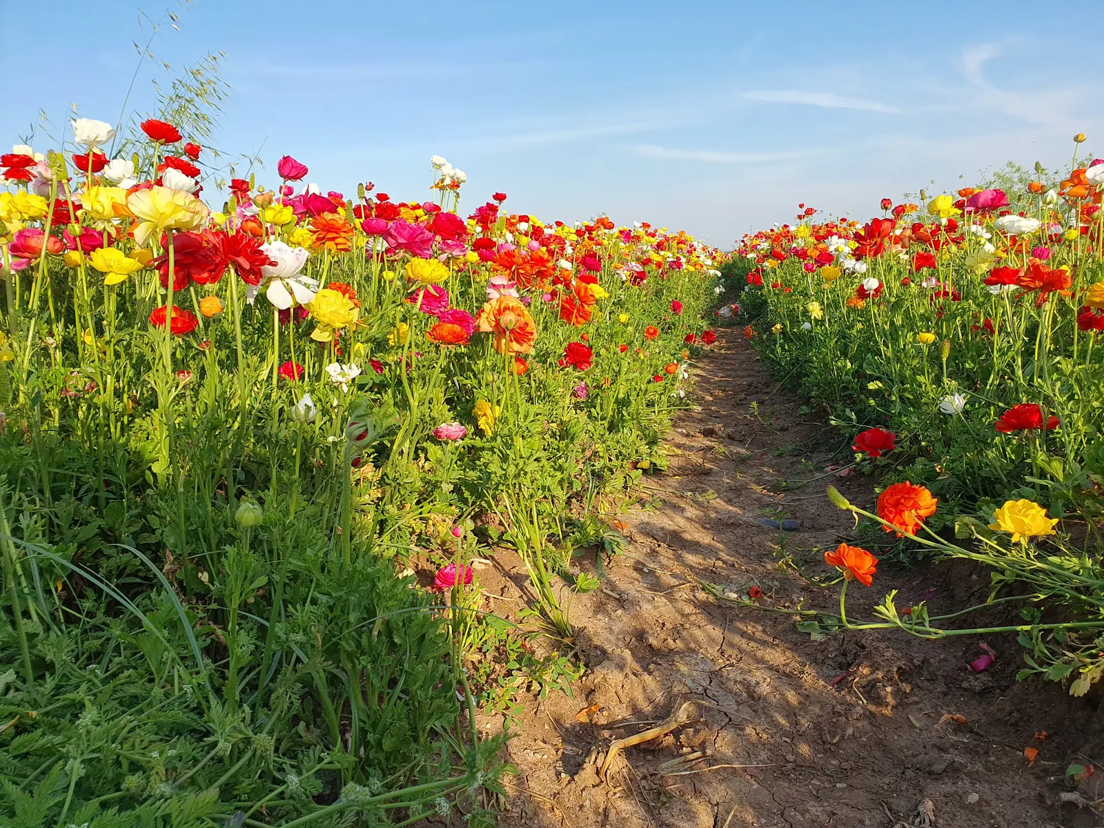 Ranunculus (Ranunculus Asiaticus) — making it an excellent choice for mid-border planting or as a vibrant container specimen; fully double flowers, image 155