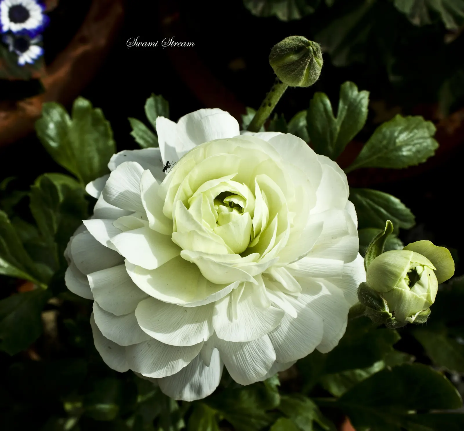 Ranunculus (Ranunculus Asiaticus) — and space them about 6 to 8 inches apart to allow for proper growth and ventilation; perennial for full or half, image 141