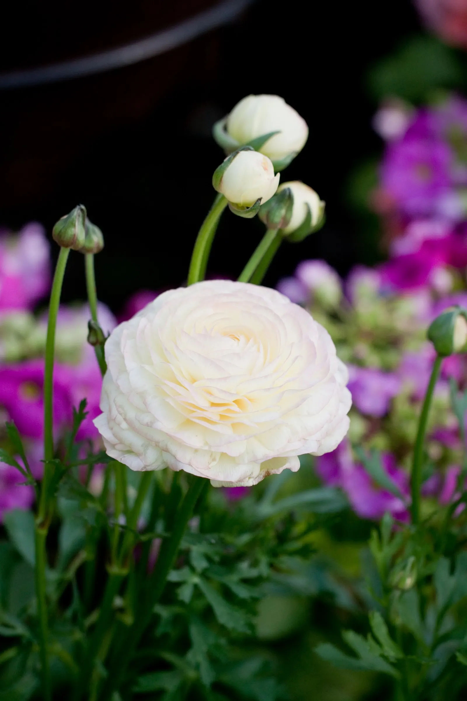 Ranunculus (Ranunculus Asiaticus) — deeply lobed leaves providing a plush green backdrop that accentuates its jewel-toned blossoms; perennial with, image 134