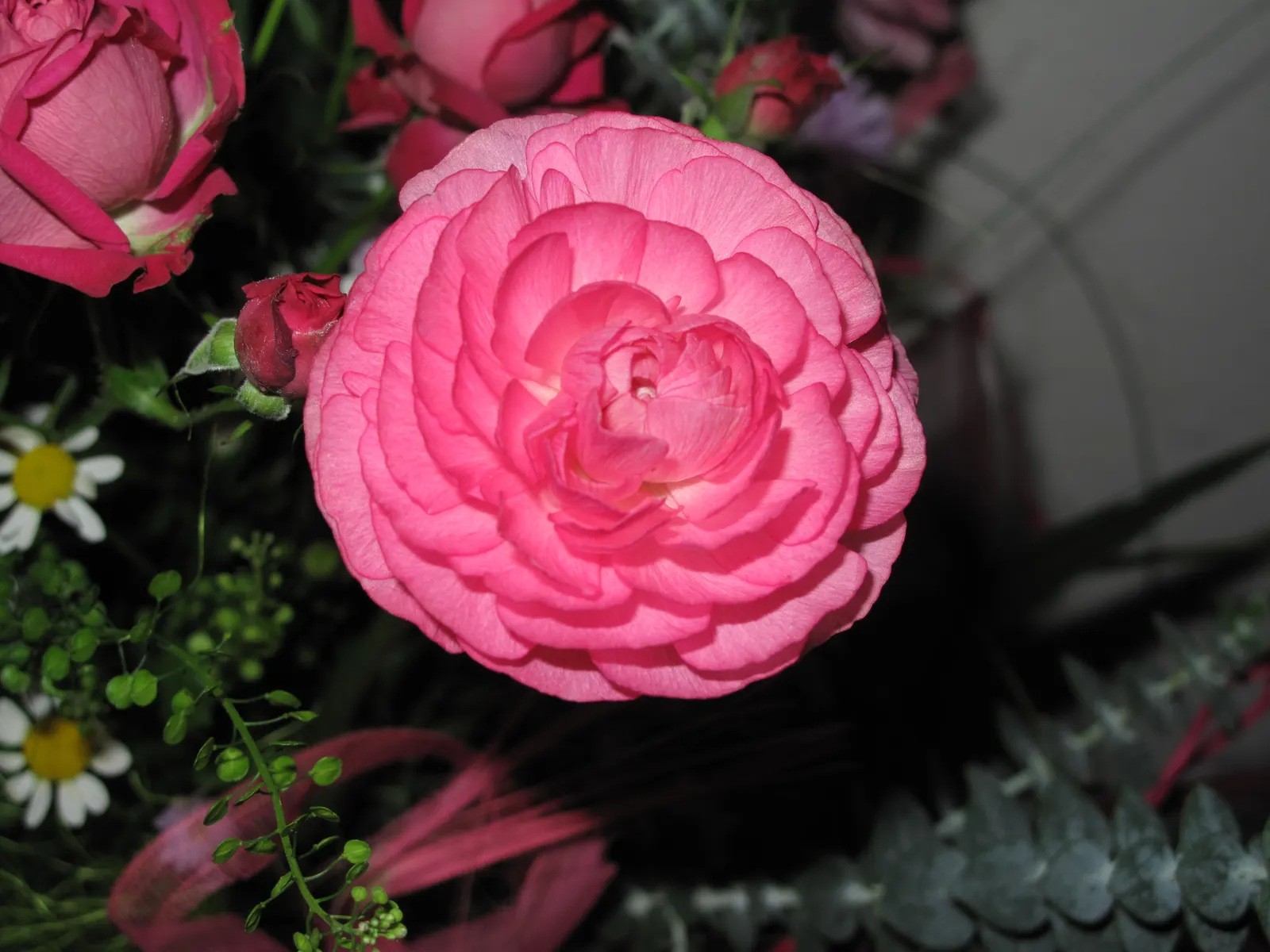 Ranunculus (Ranunculus Asiaticus) — or cut flower gardens in USDA zones 8 through 11; pink and purple and red and white and yellow flowers in the, image 79