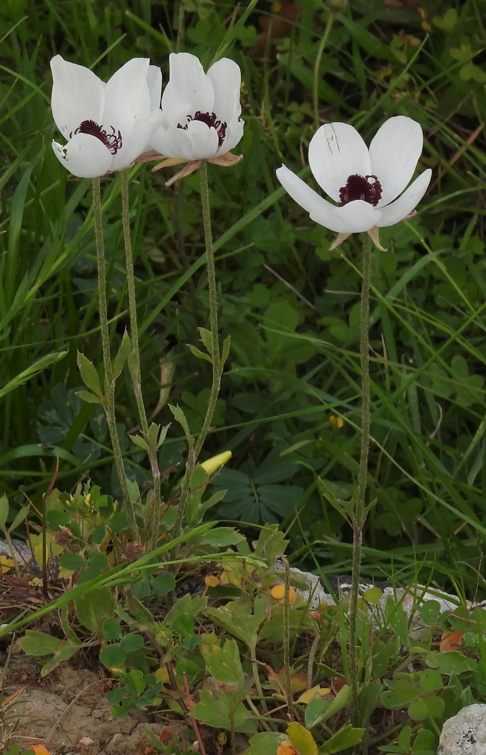 Ranunculus (Ranunculus Asiaticus) — at a depth of approximately 2 inches; such as tulips and daffodils