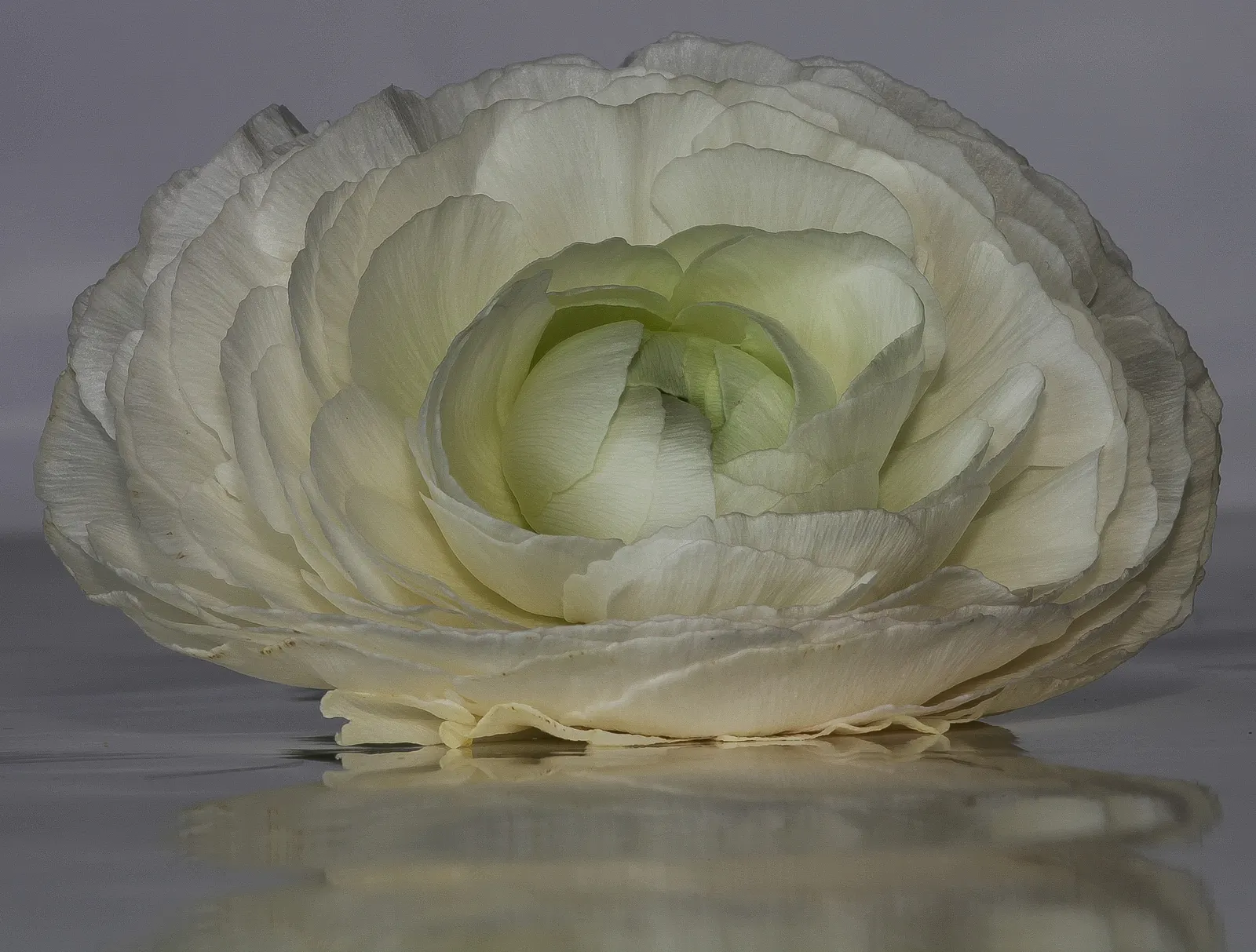 Ranunculus (Ranunculus Asiaticus) — or cut flower gardens in USDA zones 8 through 11; pink and purple and red and white and yellow flowers in the, image 151