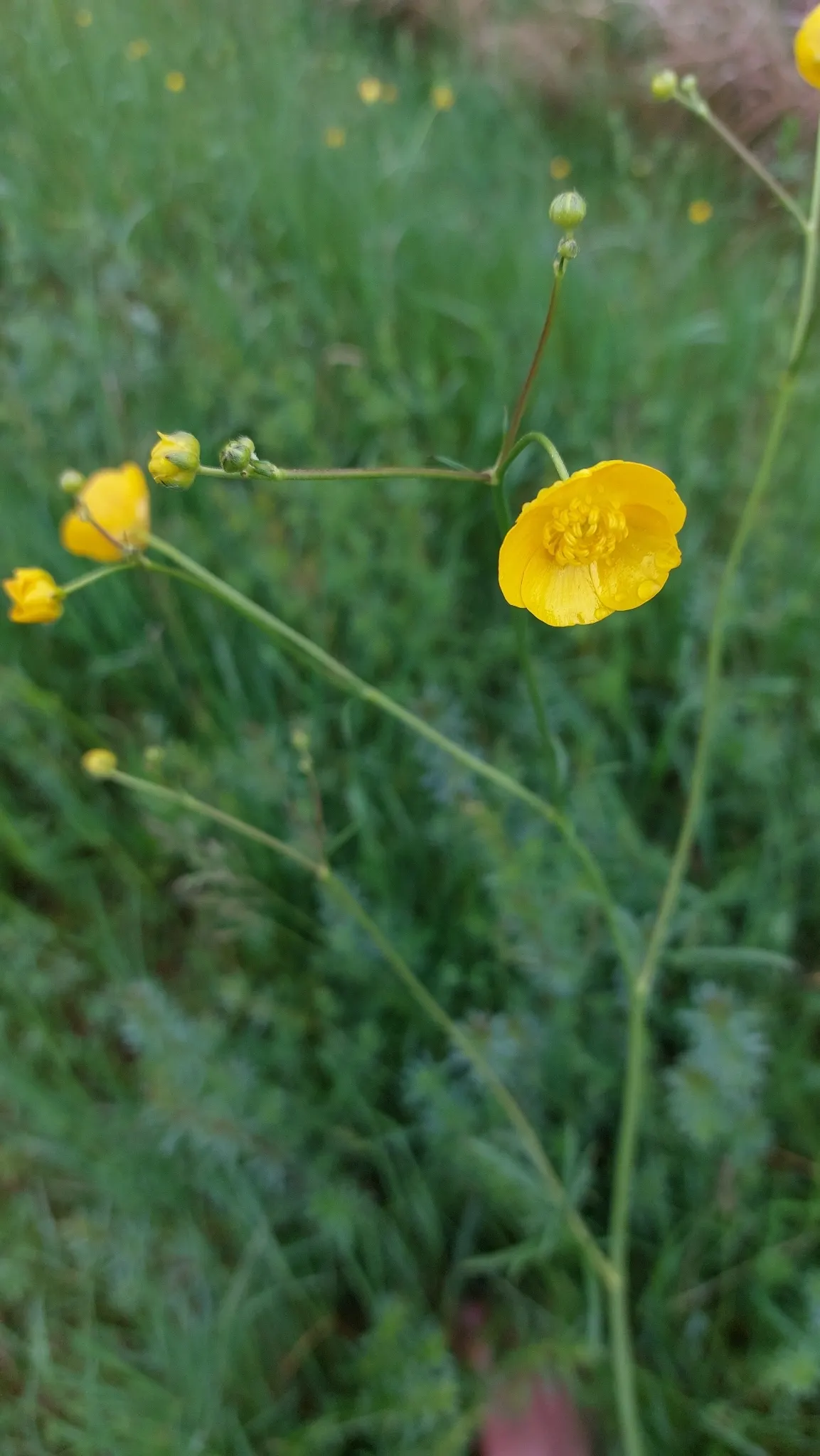 Ranunculus (Ranunculus Asiaticus) — Flourishing in USDA hardiness zones 8 to 10; its sturdy stems are adorned with bright, image 105