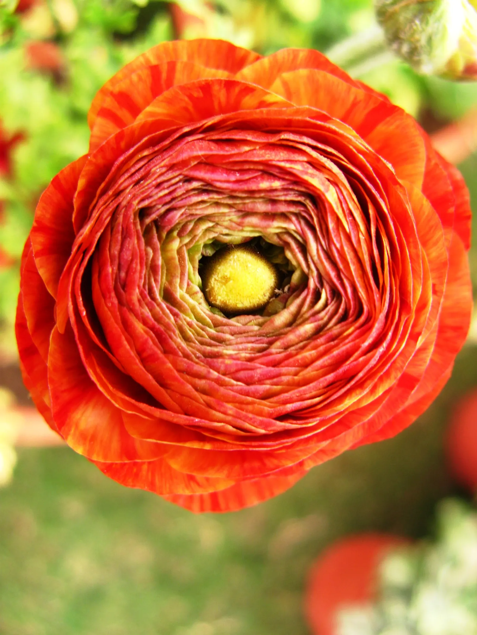 Ranunculus (Ranunculus Asiaticus) — these hardy perennials are perfect for borders; deadheading is recommended