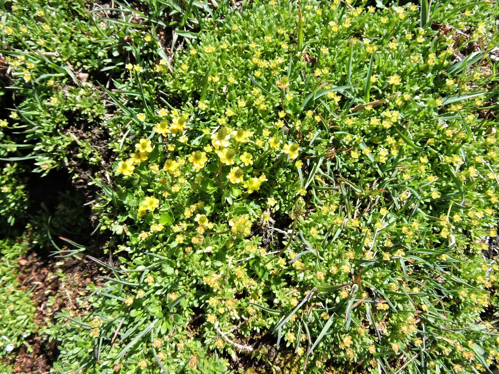 Ranunculus (Ranunculus Asiaticus) — Its sturdy stems are adorned with bright; flourishing in USDA hardiness zones 8 to 10, image 156