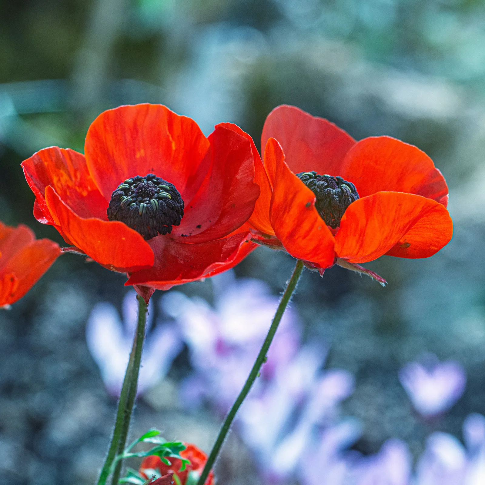 Ranunculus (Ranunculus Asiaticus) — Remember to plant the claw-like tubers in fall or early spring; this plant demands well-draining soil and a, image 91
