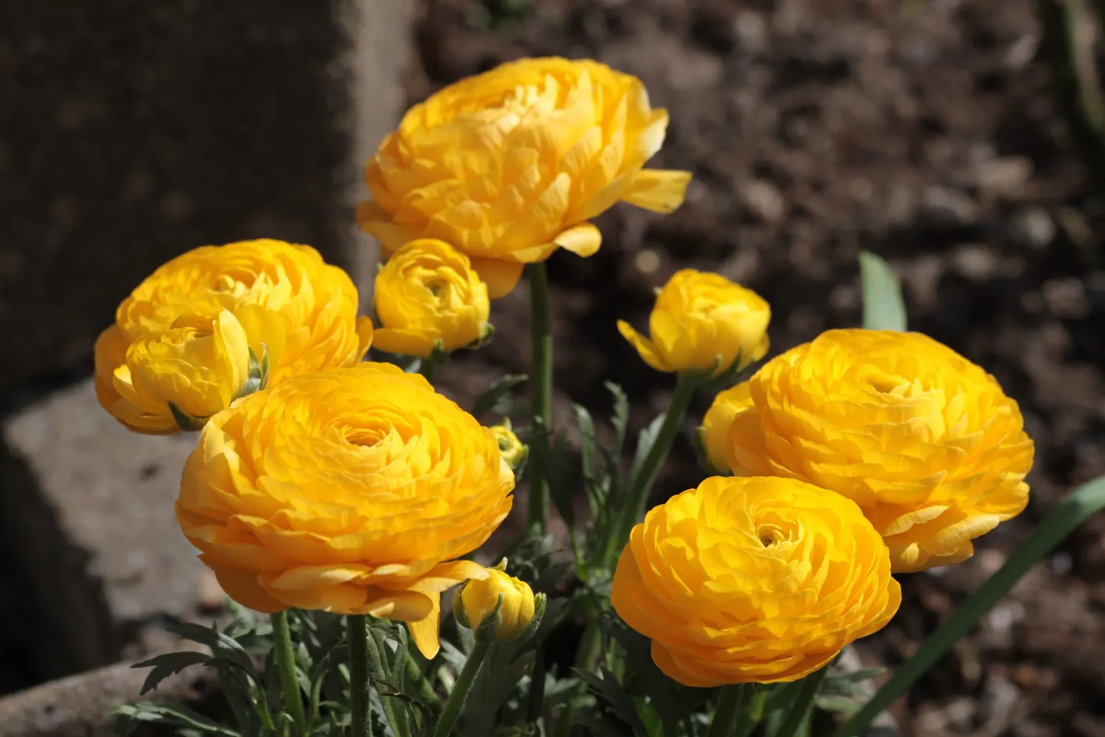 Ranunculus (Ranunculus Asiaticus) — these hardy perennials are perfect for borders; deadheading is recommended, image 78