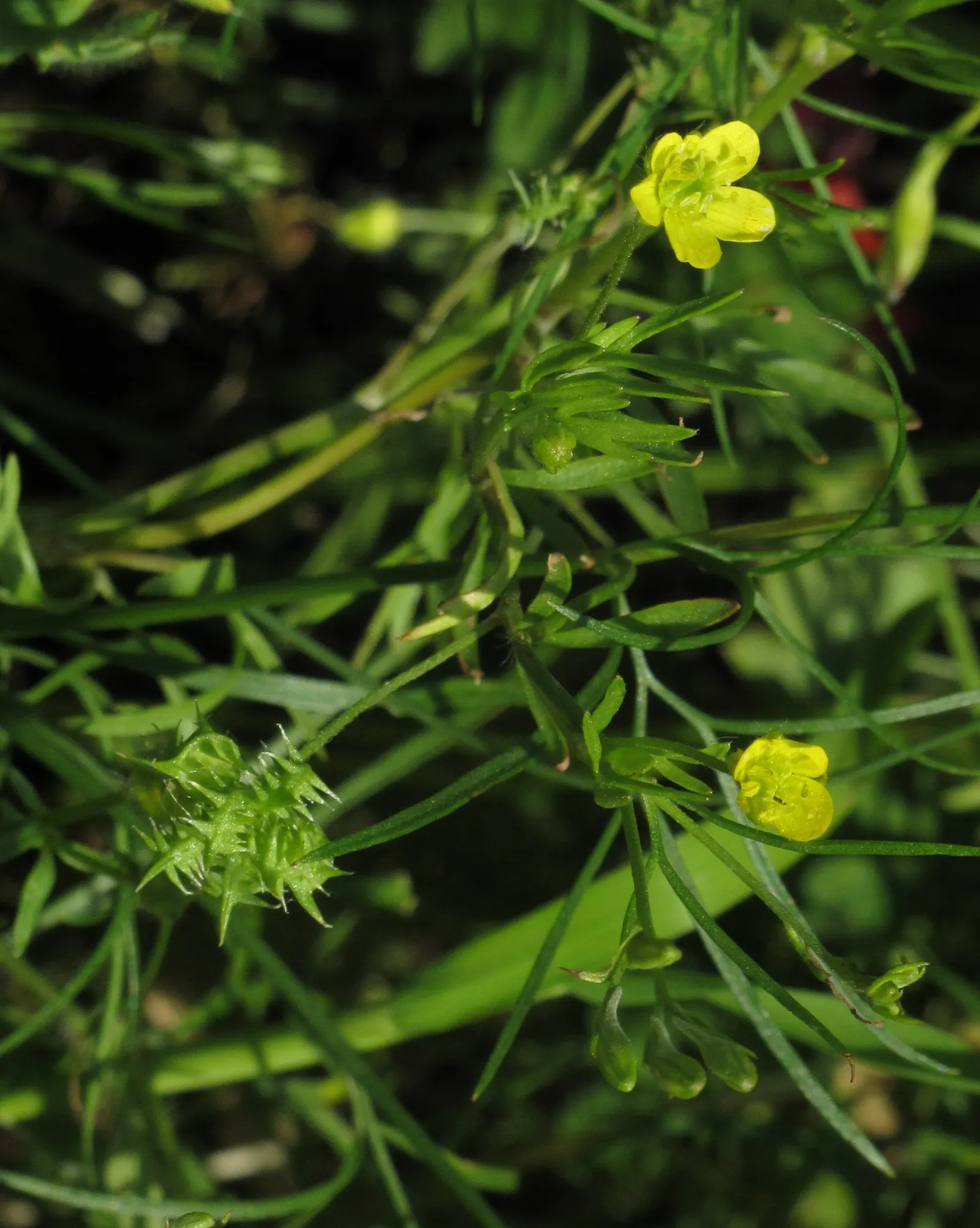 Ranunculus (Ranunculus Asiaticus) — and their cut flowers provide lasting beauty in floral arrangements; they thrive in full sun to partial shade, image 90