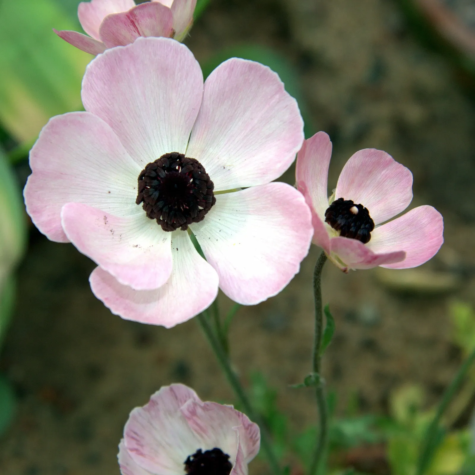 Ranunculus (Ranunculus Asiaticus) — deeply lobed leaves providing a plush green backdrop that accentuates its jewel-toned blossoms; perennial with, image 110