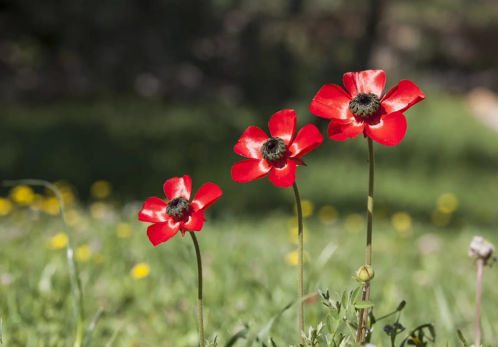 Ranunculus (Ranunculus Asiaticus) — Remember to plant the claw-like tubers in fall or early spring; this plant demands well-draining soil and a, image 115