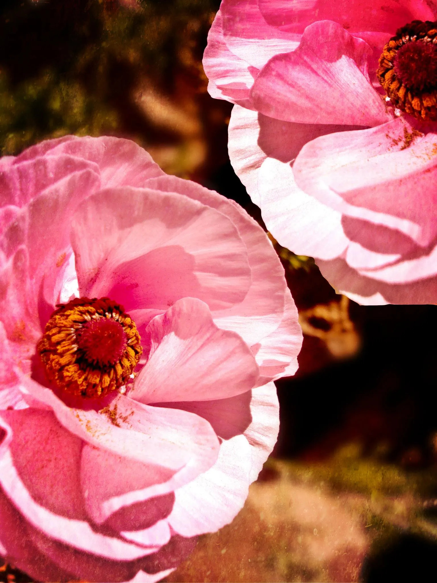 Ranunculus (Ranunculus Asiaticus) — Blooming vibrantly in spring, they stand approximately 12-24 inches tall with a spread of 9-12 inches; commonly, image 148