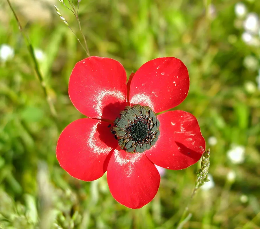 Ranunculus (Ranunculus Asiaticus) — They pair exceptionally well with spring bulbs; cup-shaped flowers that span 3 to 5 inches across and present a, image 160