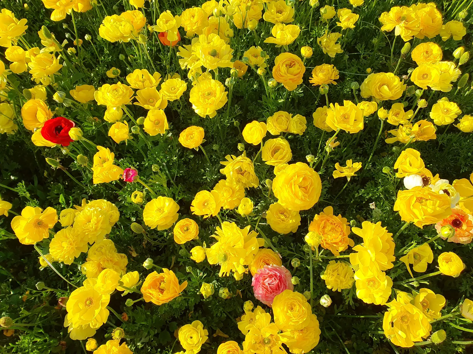 Ranunculus (Ranunculus Asiaticus) — this plant demands well-draining soil and a site bathed in full to partial sunlight; remember to plant the, image 130
