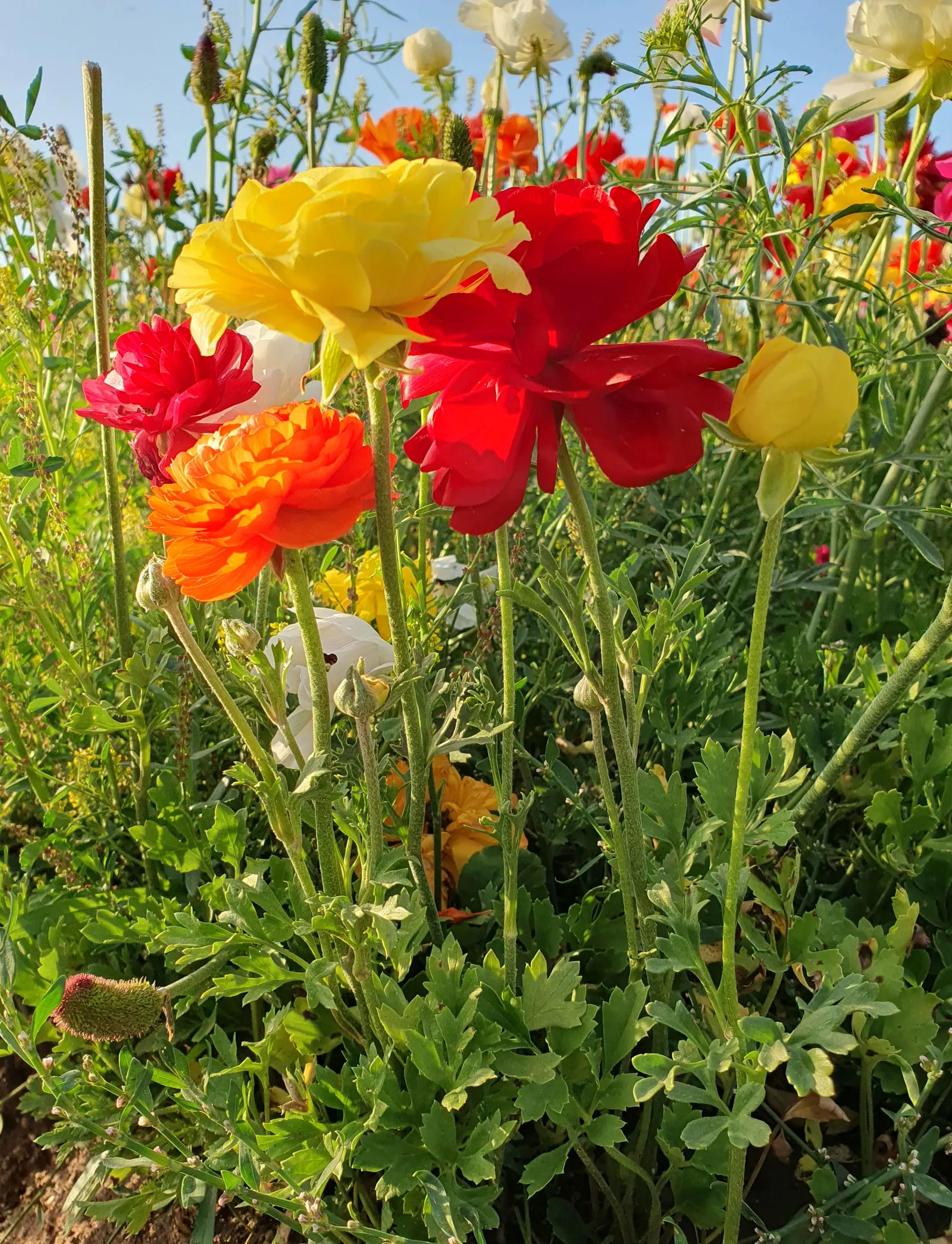 Ranunculus (Ranunculus Asiaticus) — deadheading is recommended; these hardy perennials are perfect for borders, image 111