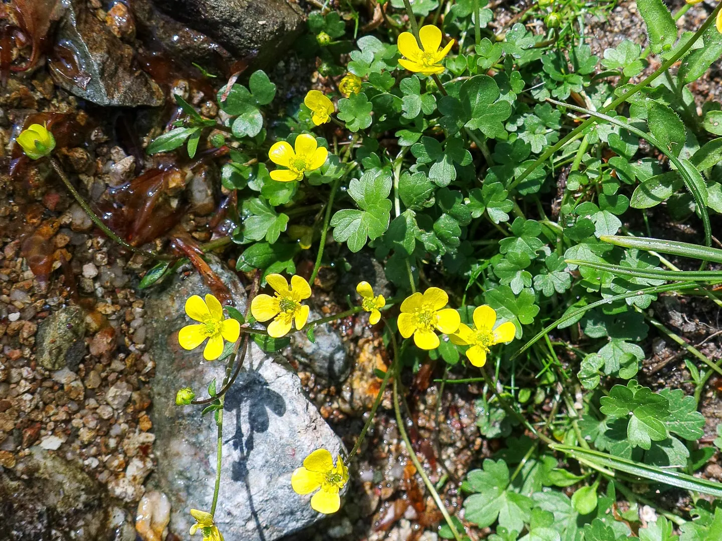 Ranunculus (Ranunculus Asiaticus) — They thrive in full sun to partial shade and prefer well-drained soil; and their cut flowers provide lasting, image 51