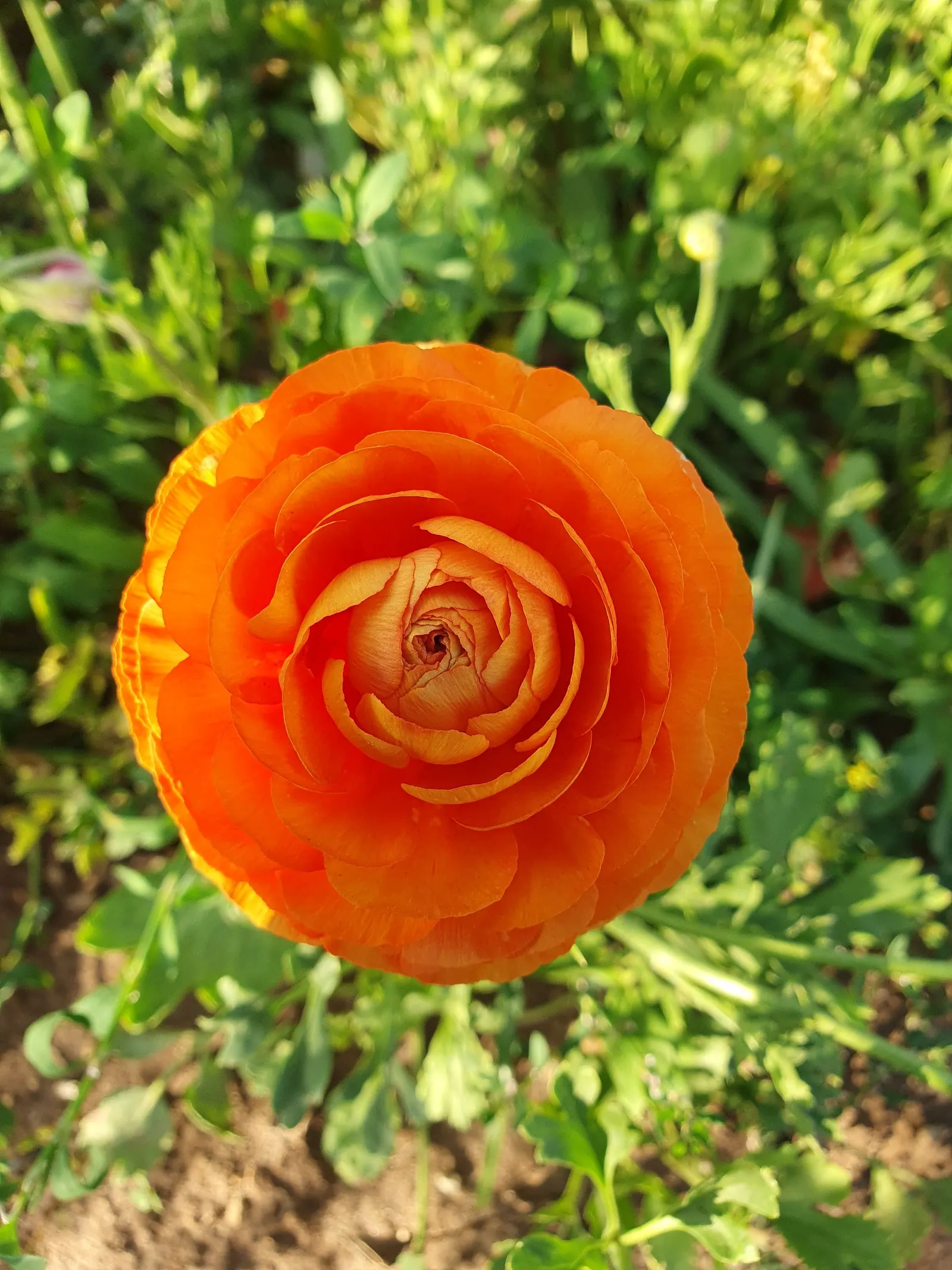 Ranunculus (Ranunculus Asiaticus) — deadheading is recommended; these hardy perennials are perfect for borders, image 159