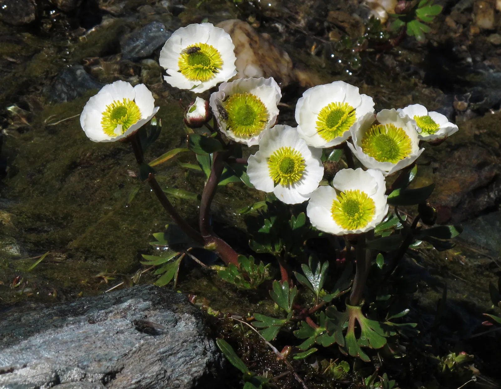 Ranunculus (Ranunculus Asiaticus) — this plant demands well-draining soil and a site bathed in full to partial sunlight; remember to plant the, image 154