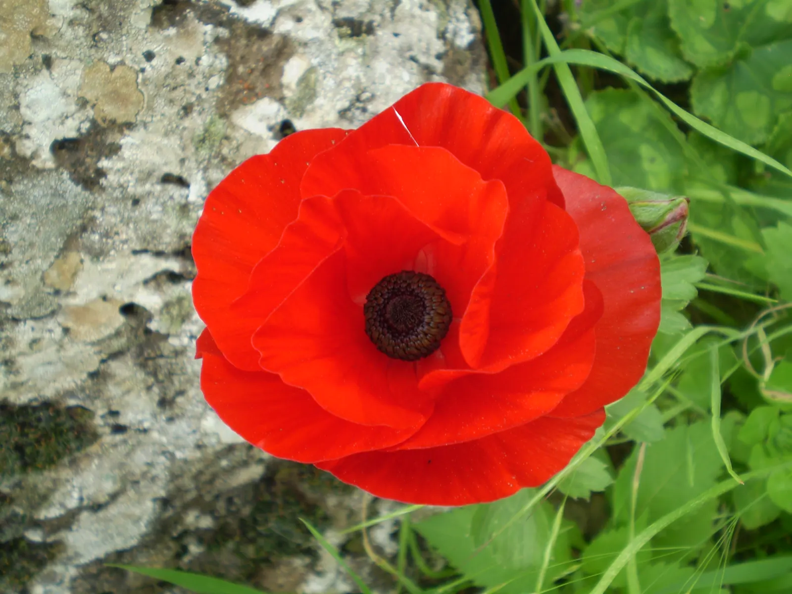 Ranunculus (Ranunculus Asiaticus) — this plant demands well-draining soil and a site bathed in full to partial sunlight; remember to plant the claw-like tubers